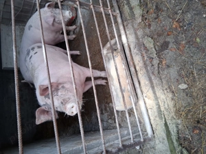 Vând porc de crăciun  - imagine 2