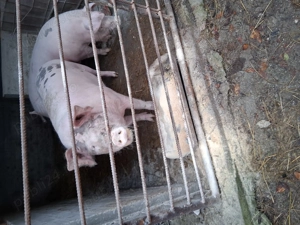 Vând porc de crăciun 