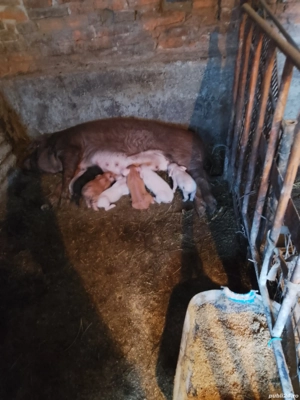 vand scroafe fatate și  - imagine 3