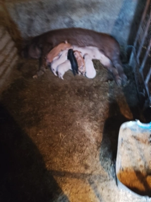 vand scroafe fatate și  - imagine 4