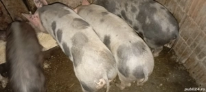 Purcei de vânzare.  - imagine 3