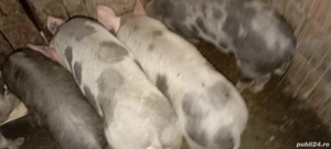 Purcei de vânzare.  - imagine 5