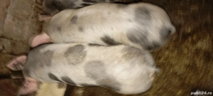 Purcei de vânzare.  - imagine 2