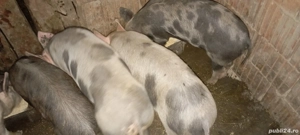 Purcei de vânzare.  - imagine 4