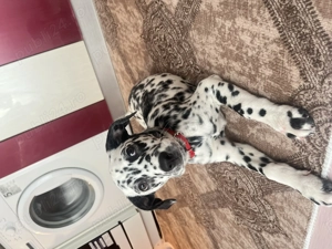 Dalmațian de vanzare