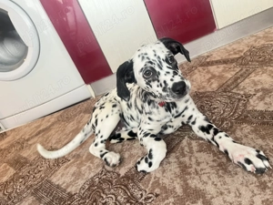 Dalmațian de vanzare - imagine 2