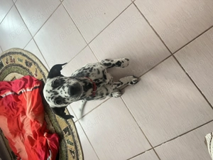 Dalmațian de vanzare - imagine 3