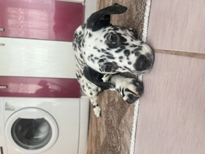 Dalmațian de vanzare - imagine 4