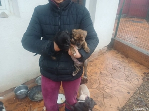 catei chhihuahua,vaccinati,deparazitati comform varstei