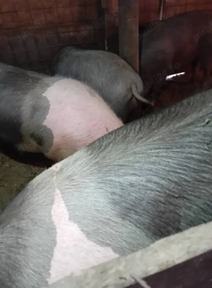 Vand porci de sacrificat