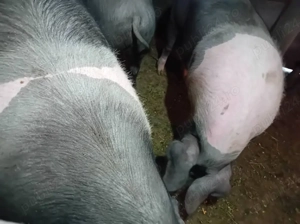 Vand porci de sacrificat - imagine 3