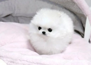 Pomeranian minitoy de vânzare   6 săptămâni