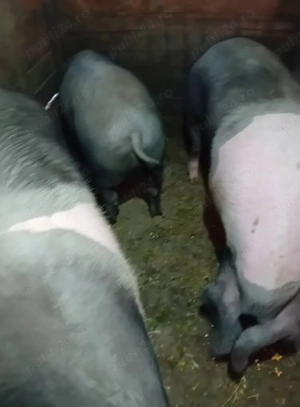 Vand porci de sacrificat - imagine 2