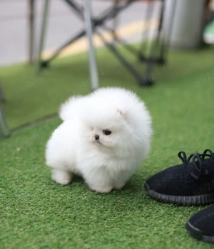 Pomeranian minitoy de vânzare   6 săptămâni