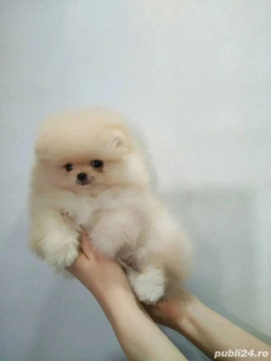Pomeranian mini toy - imagine 2
