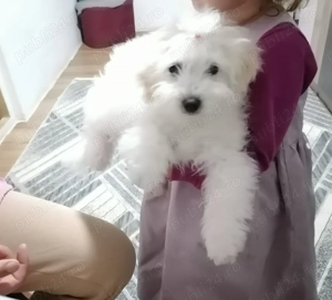 Fetita bichon maltez