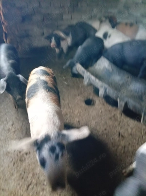 Purcei de vanzare  - imagine 2