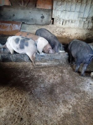 Purcei de vanzare  - imagine 3