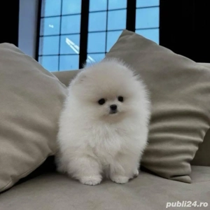 Pomeranian mini tot boo