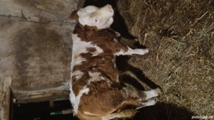 Vand vitel de 280kg - imagine 3