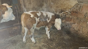 Vand vitel de 280kg - imagine 2