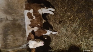 Vand vitel de 280kg - imagine 4