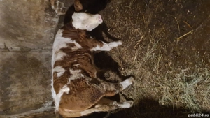 Vand vitel de 280kg - imagine 5