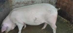 De vanzare..... - imagine 3