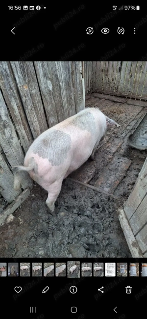 Porcii de vânzare  - imagine 2