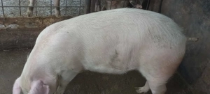 De vanzare..... - imagine 2