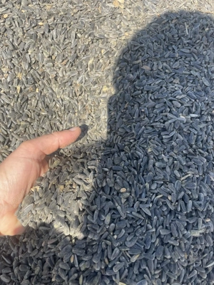 Floare Soarelui- 3 lei   kg