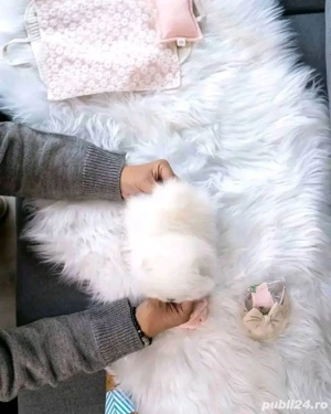 Pomeranian mini toy  - imagine 3