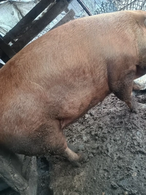 Vând porci crescut natural - imagine 2