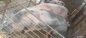 De vanzare porc Sălcud. 