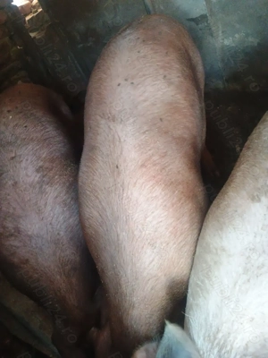 Vând porci crescut natural