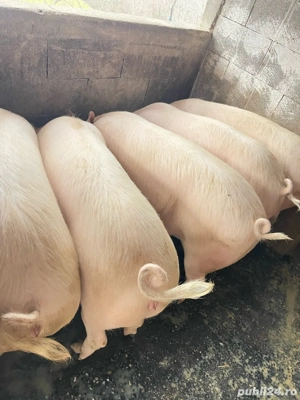 vand porci grasi - imagine 3