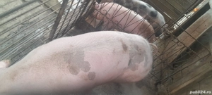 De vanzare porc Sălcud.  - imagine 5