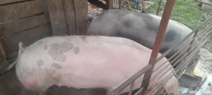 De vanzare porc Sălcud.  - imagine 2