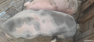 De vanzare porc Sălcud.  - imagine 4