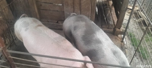 De vanzare porc Sălcud.  - imagine 3