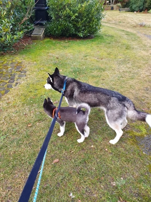 Pui Husky de calitate superioară  - imagine 3