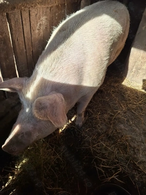 Porc de vânzare  - imagine 2