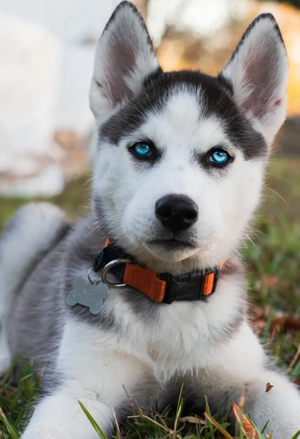 Pui Husky de calitate superioară  - imagine 2