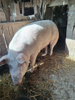 Porc de vânzare  - imagine 3