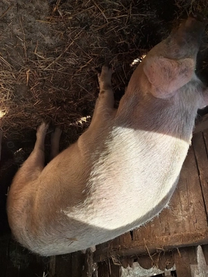 Porc de vânzare  - imagine 4