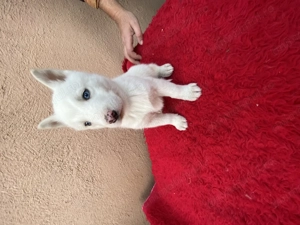 Pui Husky de calitate superioară  - imagine 4