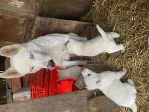 Pui Husky de calitate superioară  - imagine 5