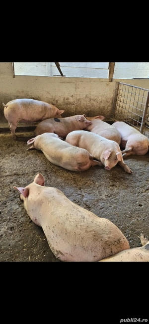 porci de vanzare - imagine 2
