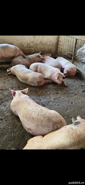 porci de vanzare - imagine 3