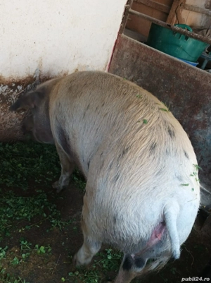 Vând scroafă pentru sacrificat  - imagine 3